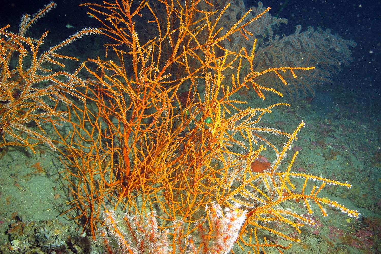 Exploration of Deepwater Habitats for Biotechnology Potential
