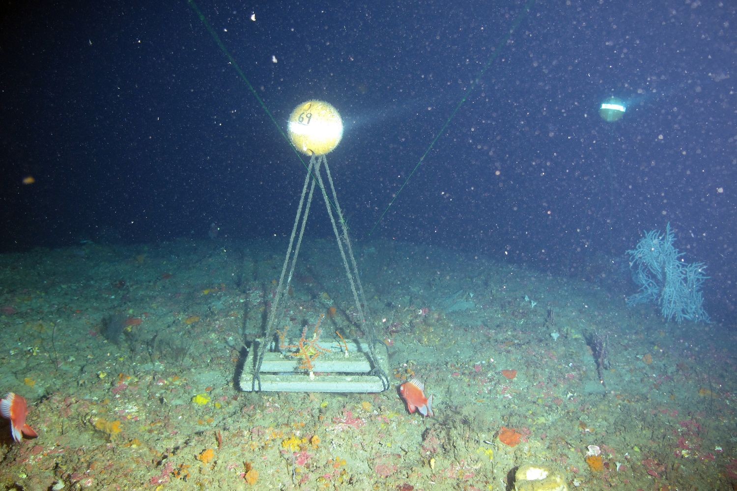 Mesophotic and Deep Benthic Communities Restoration 