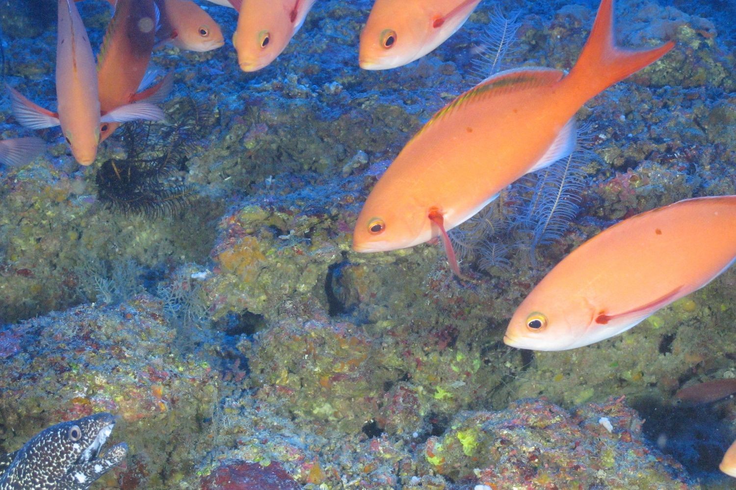Biological Monitoring