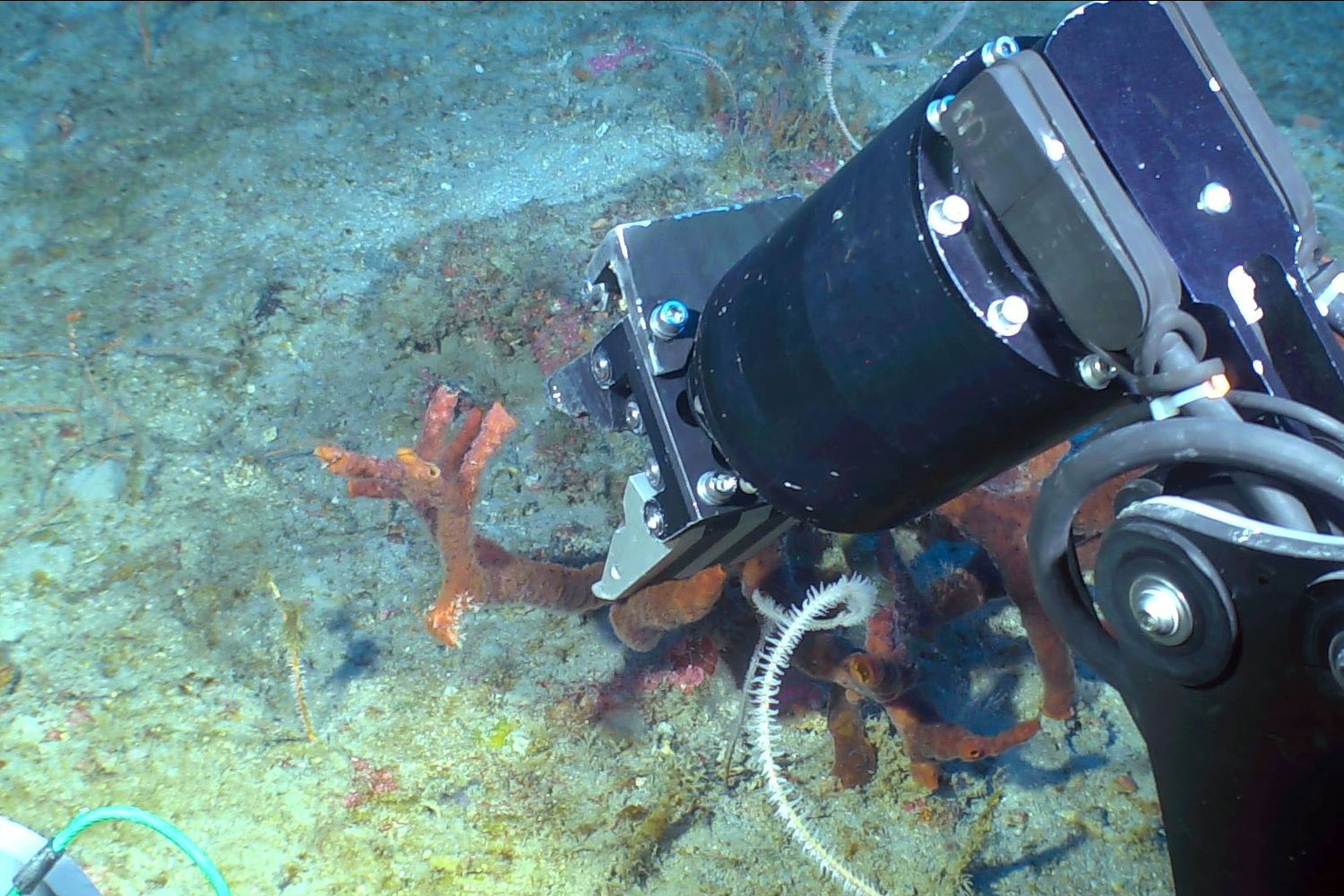 Habitat Characterization 