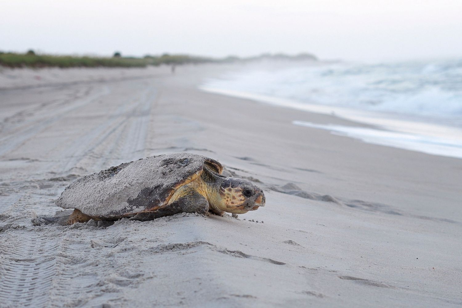Sea turtle on a sandy beach beside the surf, moving toward the water.