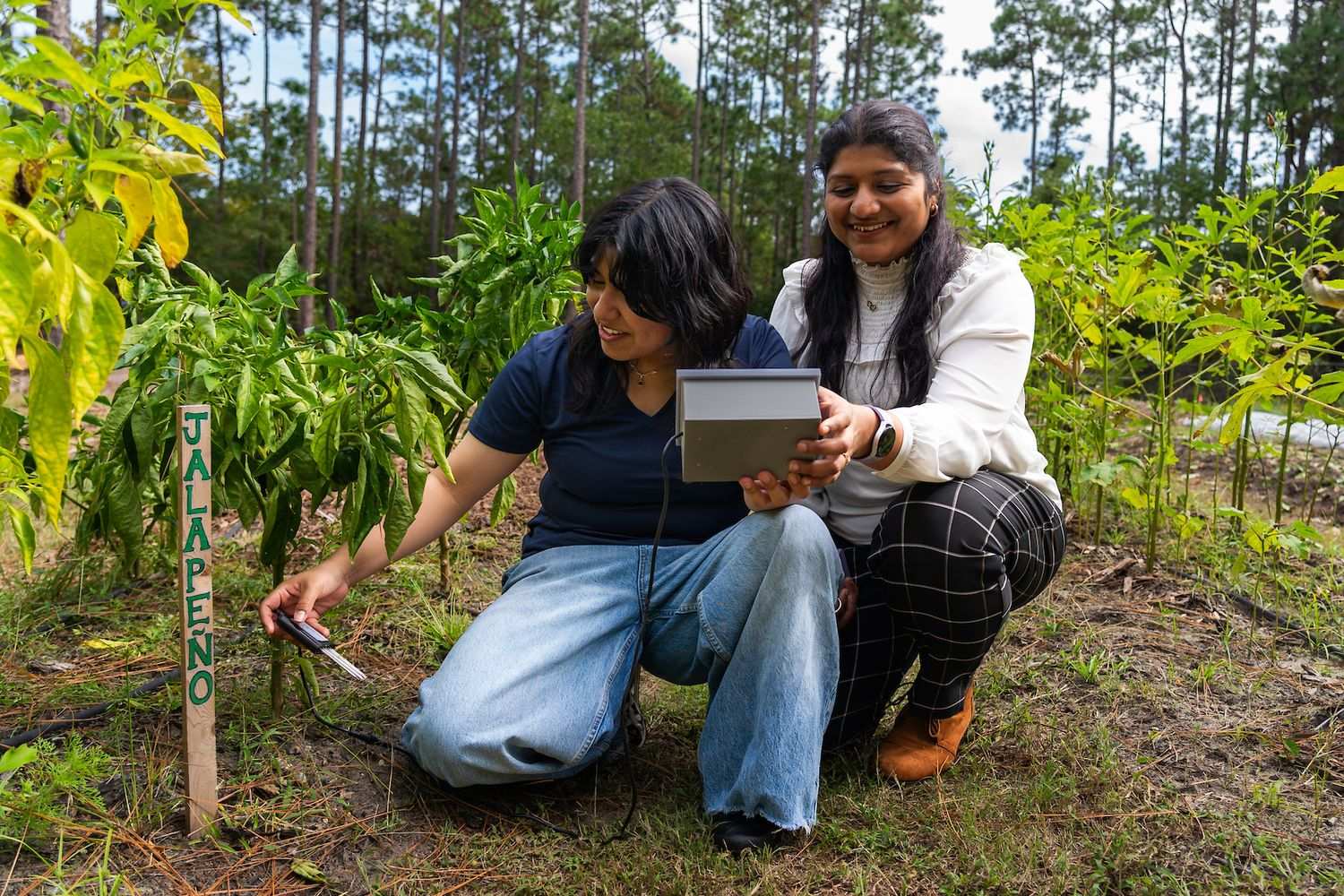Two individuals kneeling in a garden near a wooden stake labeled ‘Jalapeno,’ using a handheld device and a tablet among green pepper plants with trees in the background.