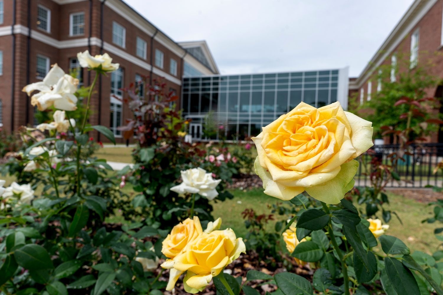 Image of a rose on campus