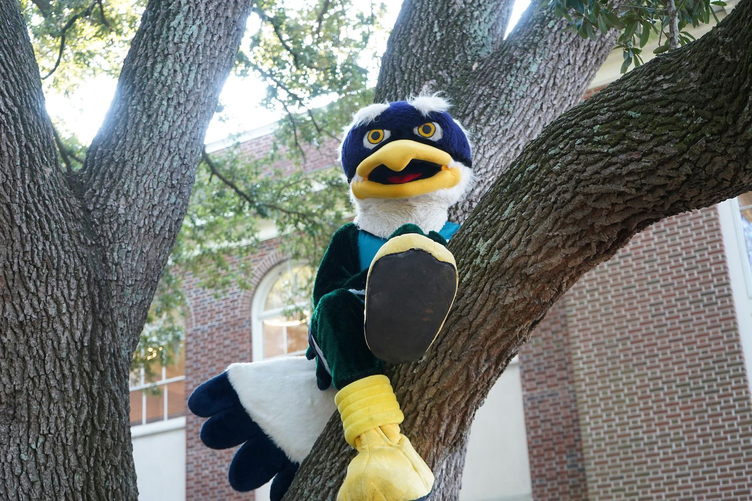Sammy seahawk in a tree