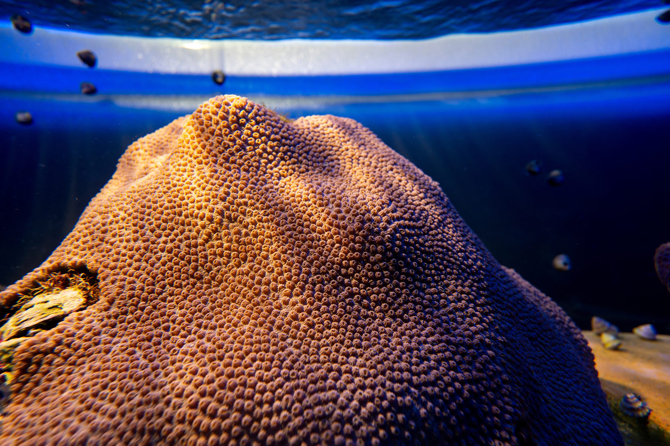 UNCW researchers have received two of 14 CORDAP grants totaling $18 million to fast-track worldwide research and development for coral conservation and restoration. 