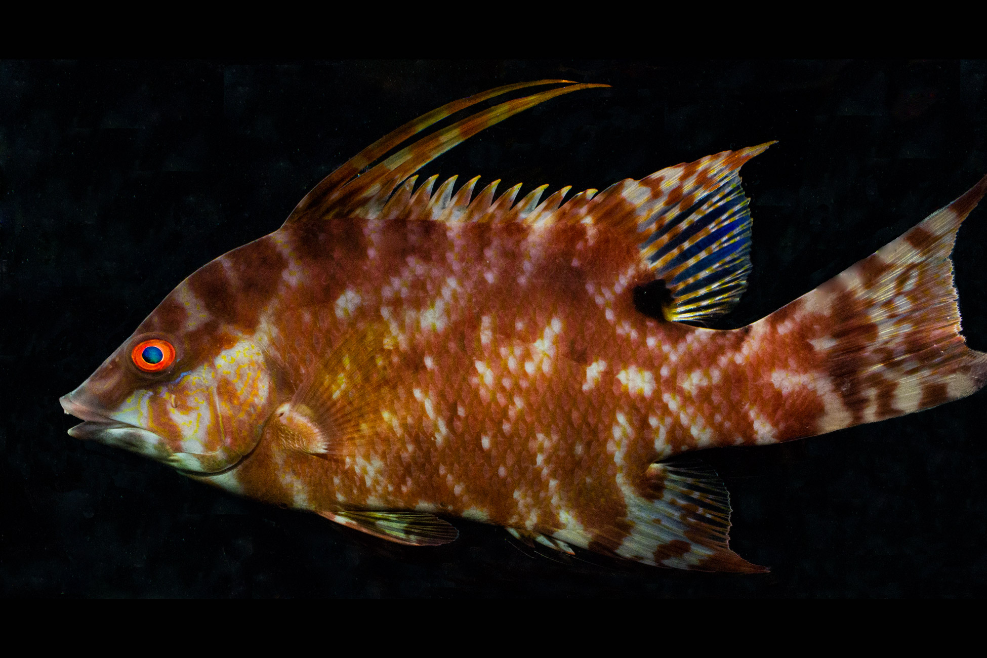 The hogfish, a common fish found along the Eastern Seaboard to the coast of Brazil.