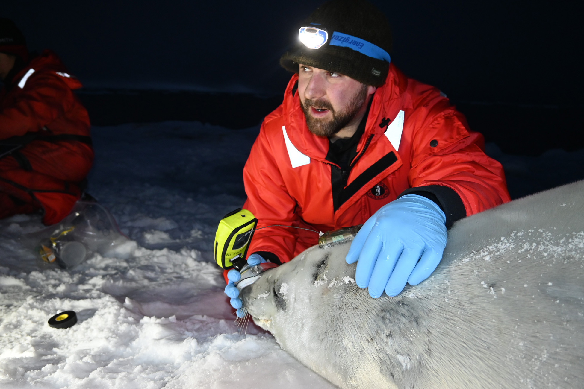Michael Tift, assistant professor of biology and marine biology, is the lead investigator on a nearly $60,000 grant from the Marine Mammal Commission to examine the physiological impact of climate change on crabeater seals. 