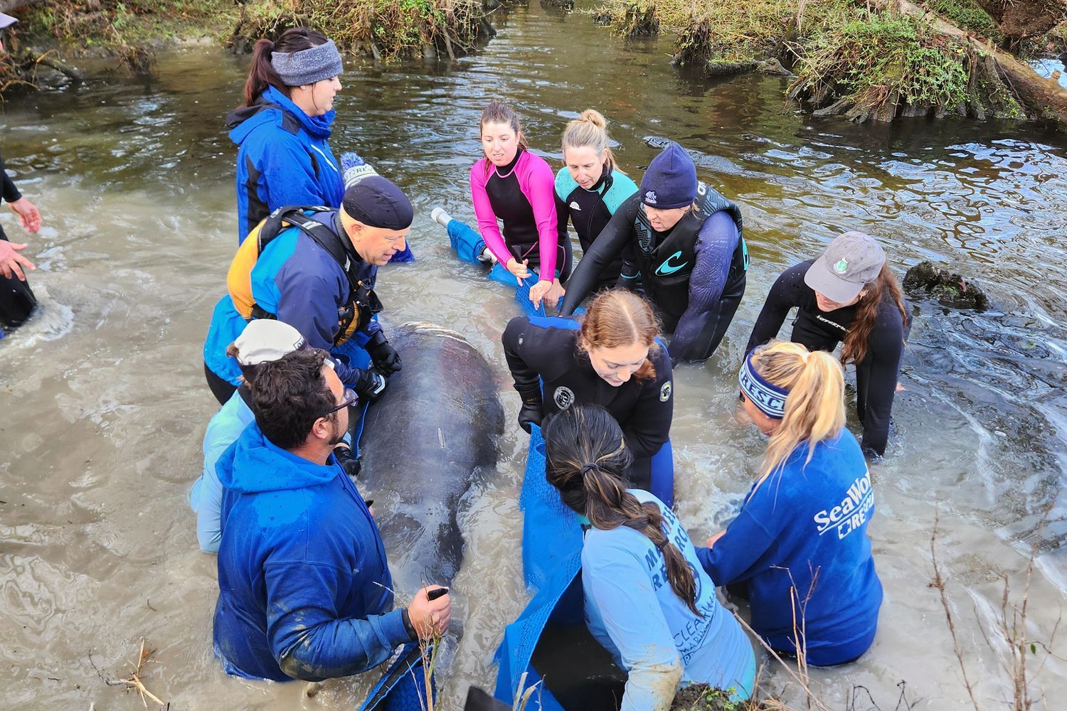 Alison Loftis ’21 assists with the manatee rescue in Greenville, NC (black wetsuit in center).