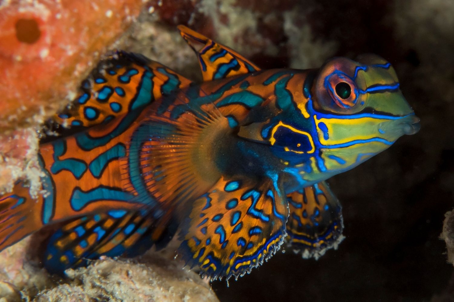 Synchiropus splendidus_GBR-3-Edit.jpg