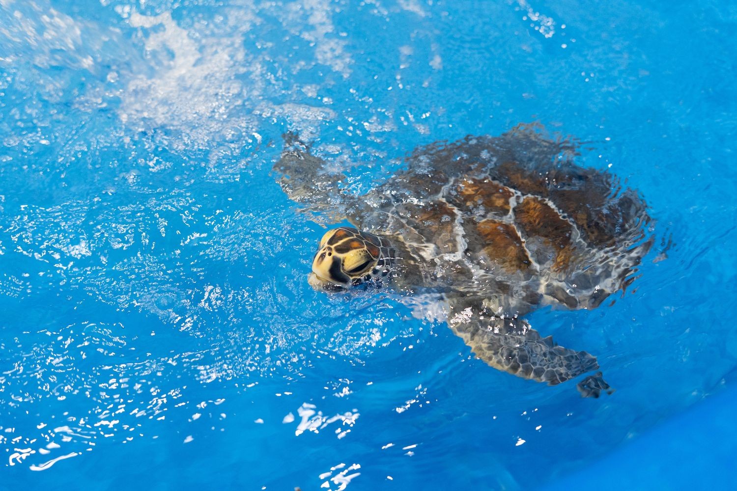 Image of Pansey the green sea turtle who was injured by a boat strike and received great care at KBSTRRC.