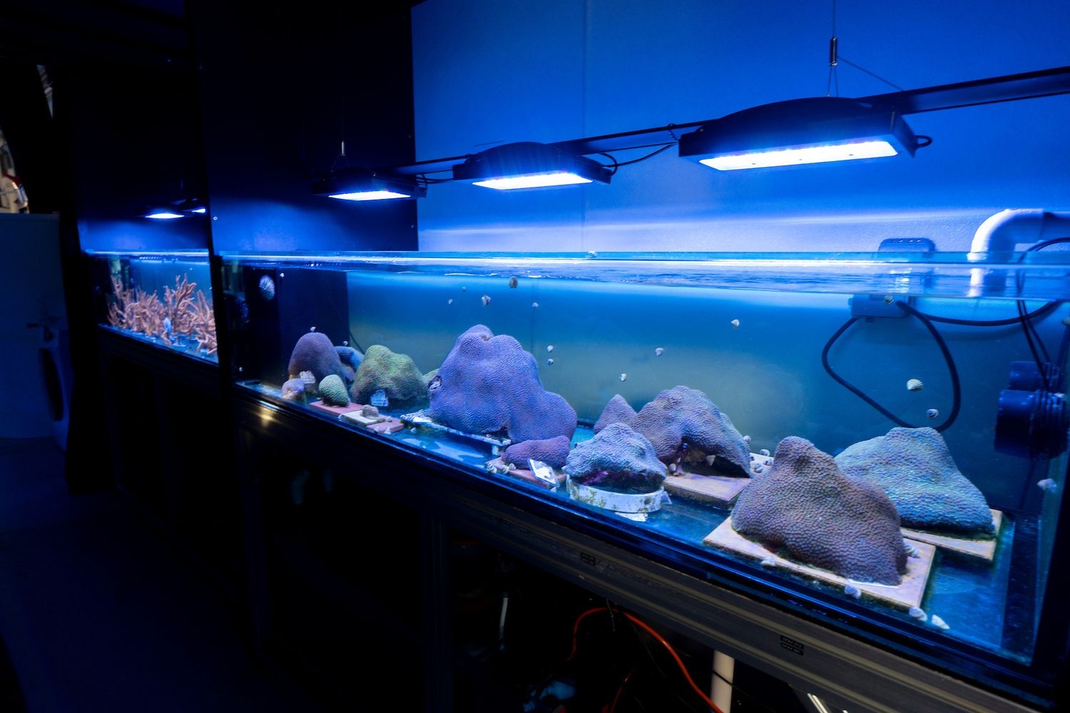 Coral tanks in Nicole Fogarty's research lab.