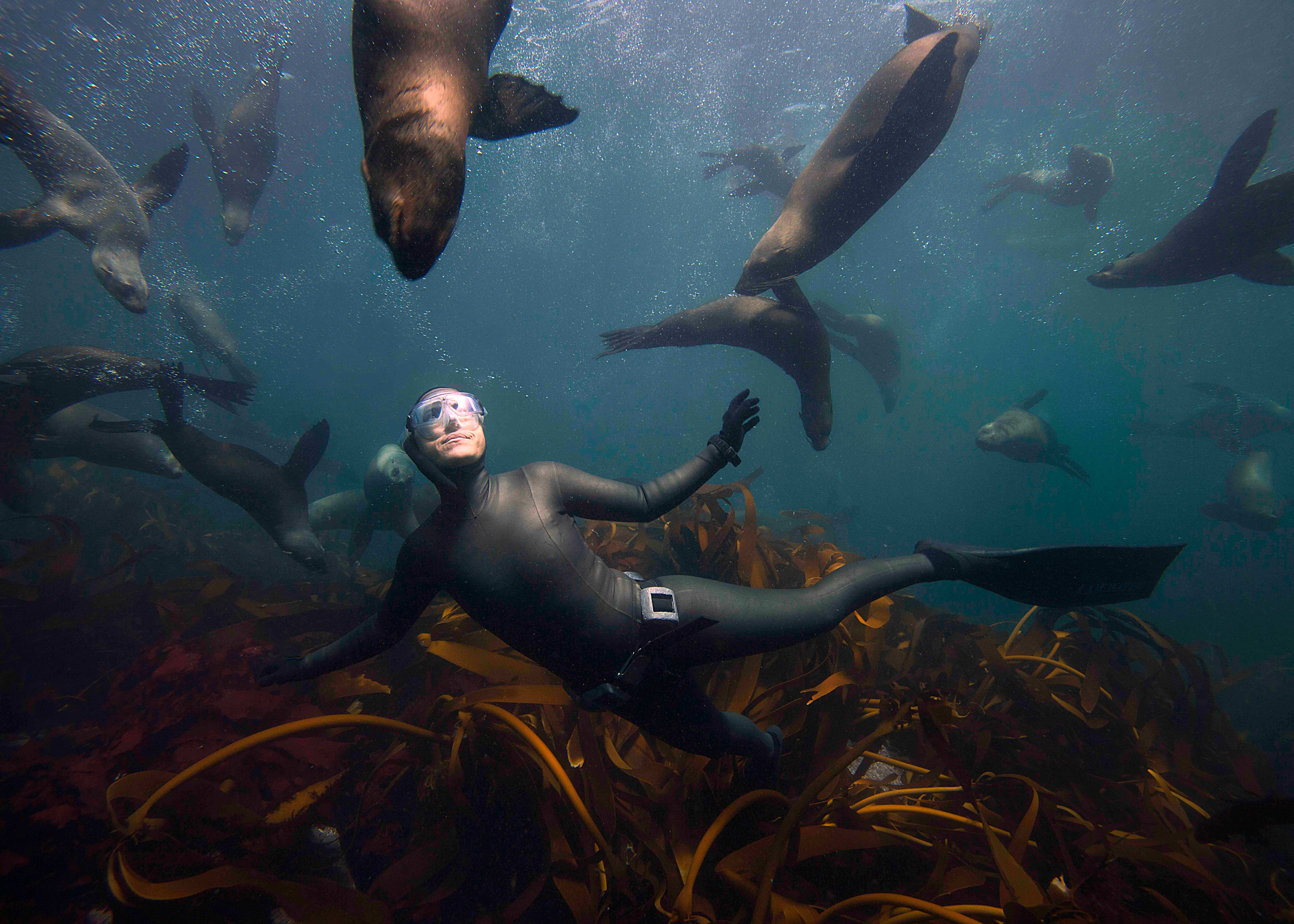 Hanli Prinsloo swimming with seals