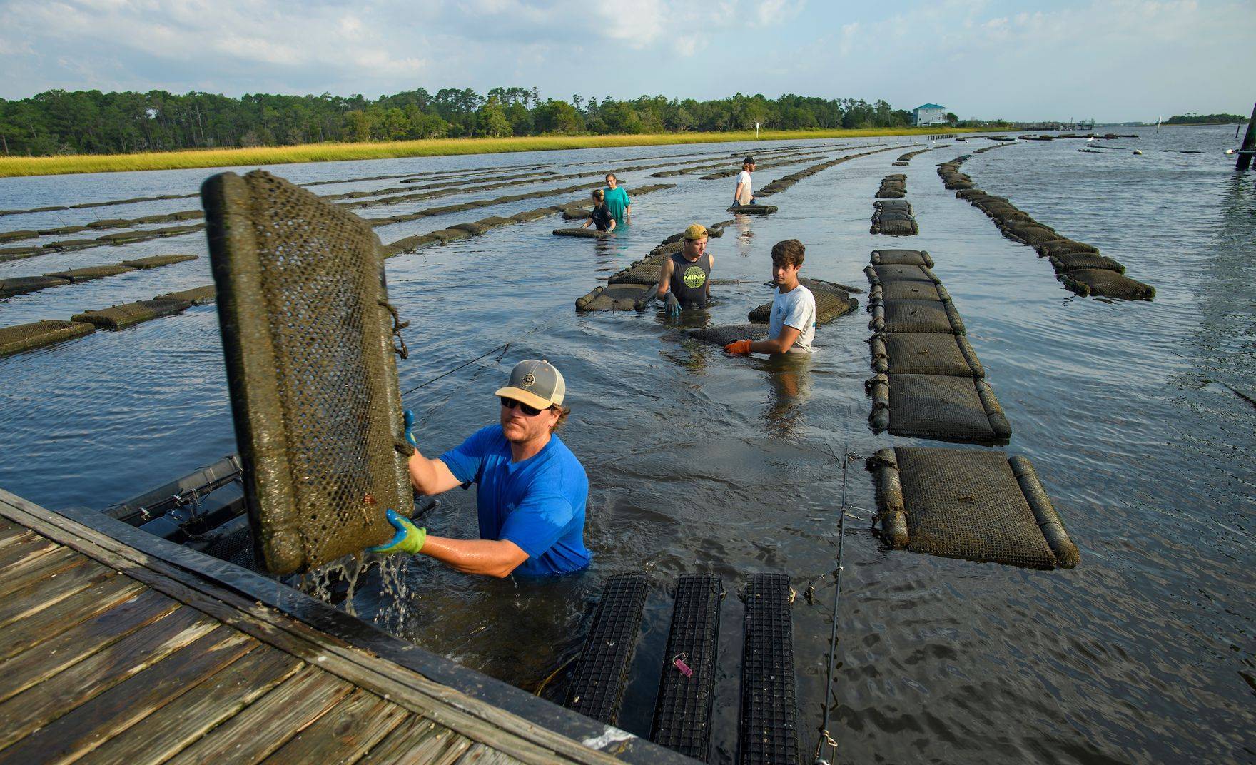 Lifting oyster beds onto dock