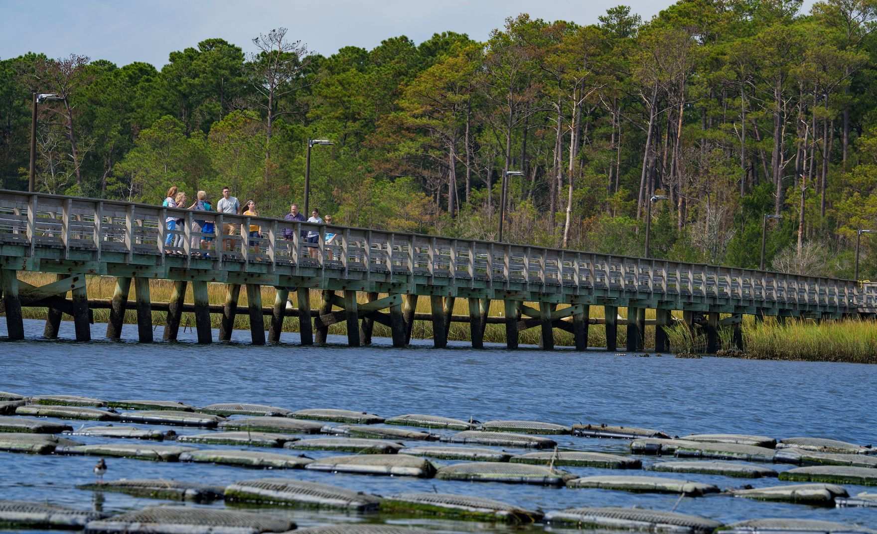 Oyster beds under wooden pier