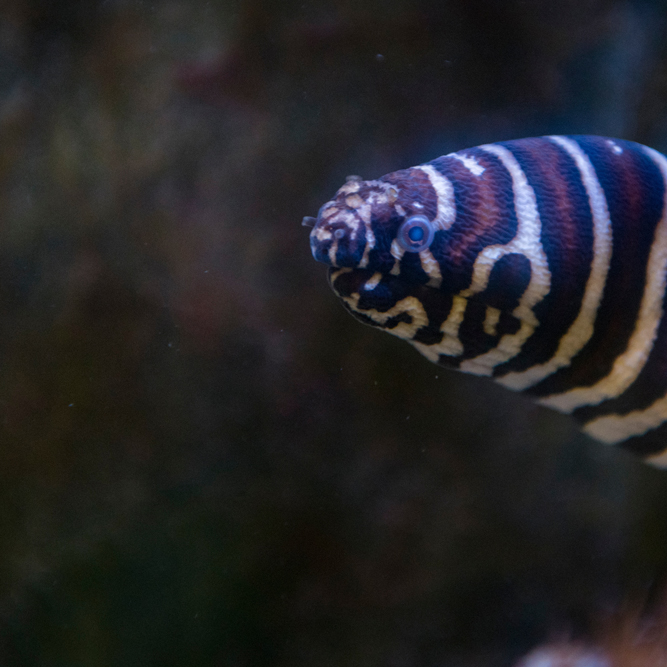 An eel with brown and white stripes swims underwater