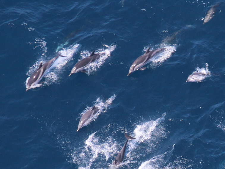 Aerial view of dolphin pod