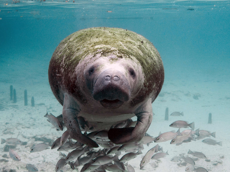 Manatee looking directly at camera underwater