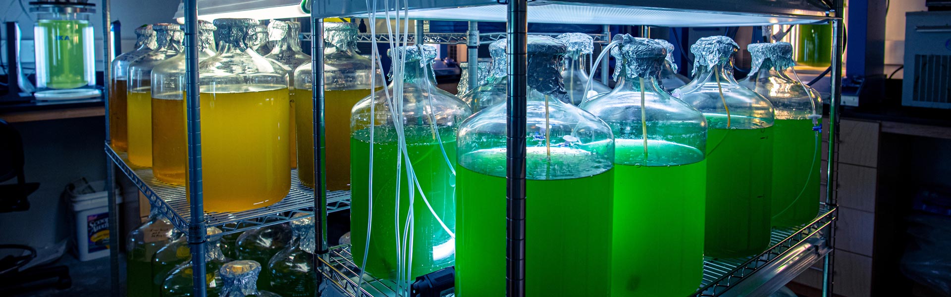 Green and orange algae growing in large glass containers