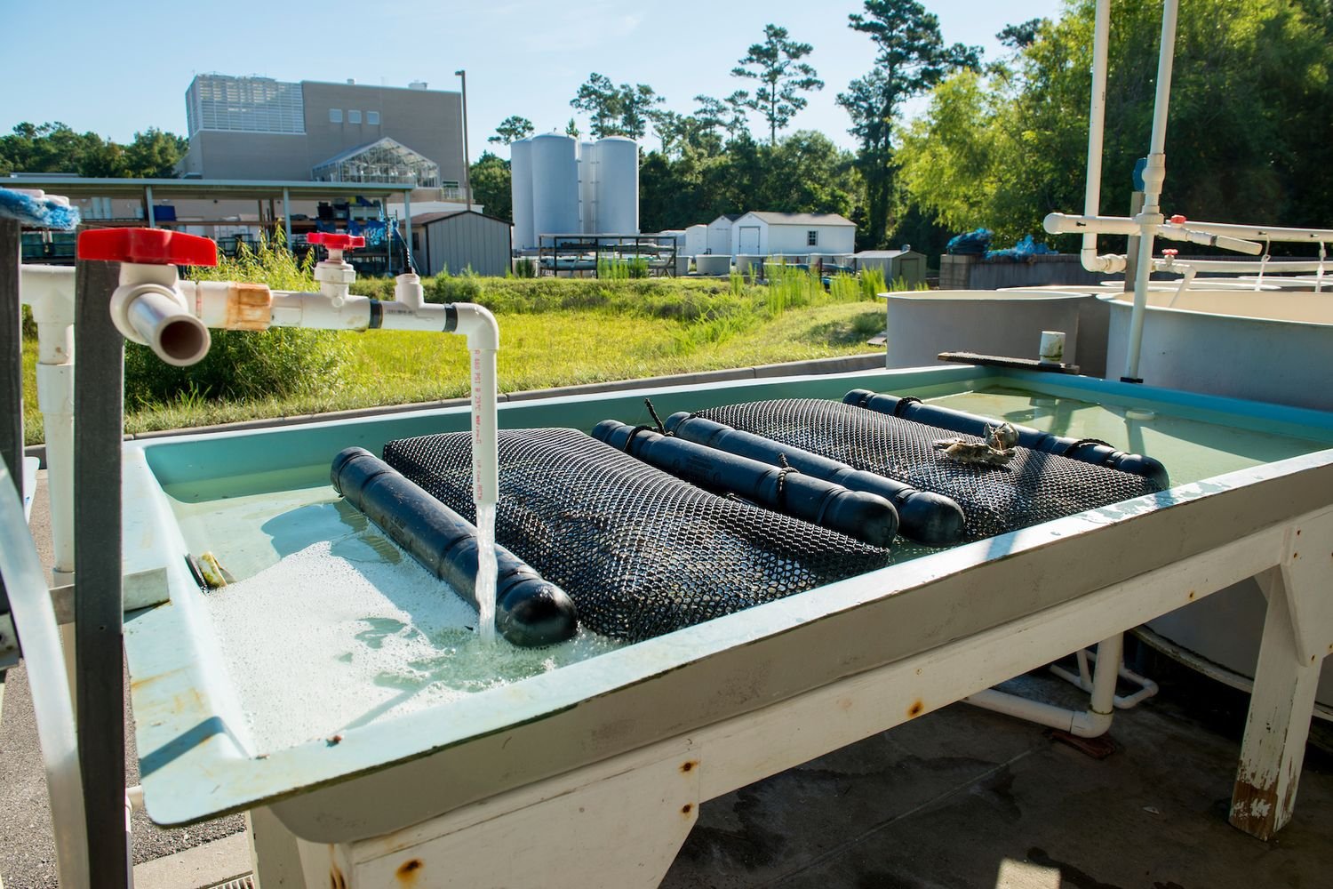 Shellfish Hatchery