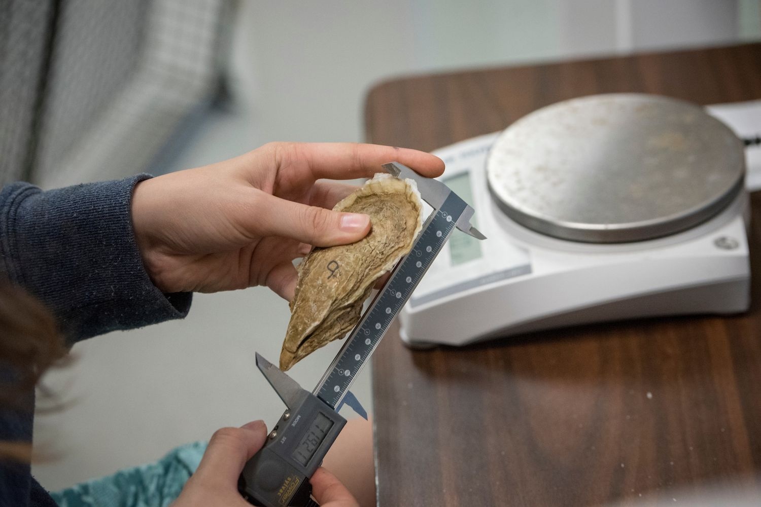 Measuring a shell