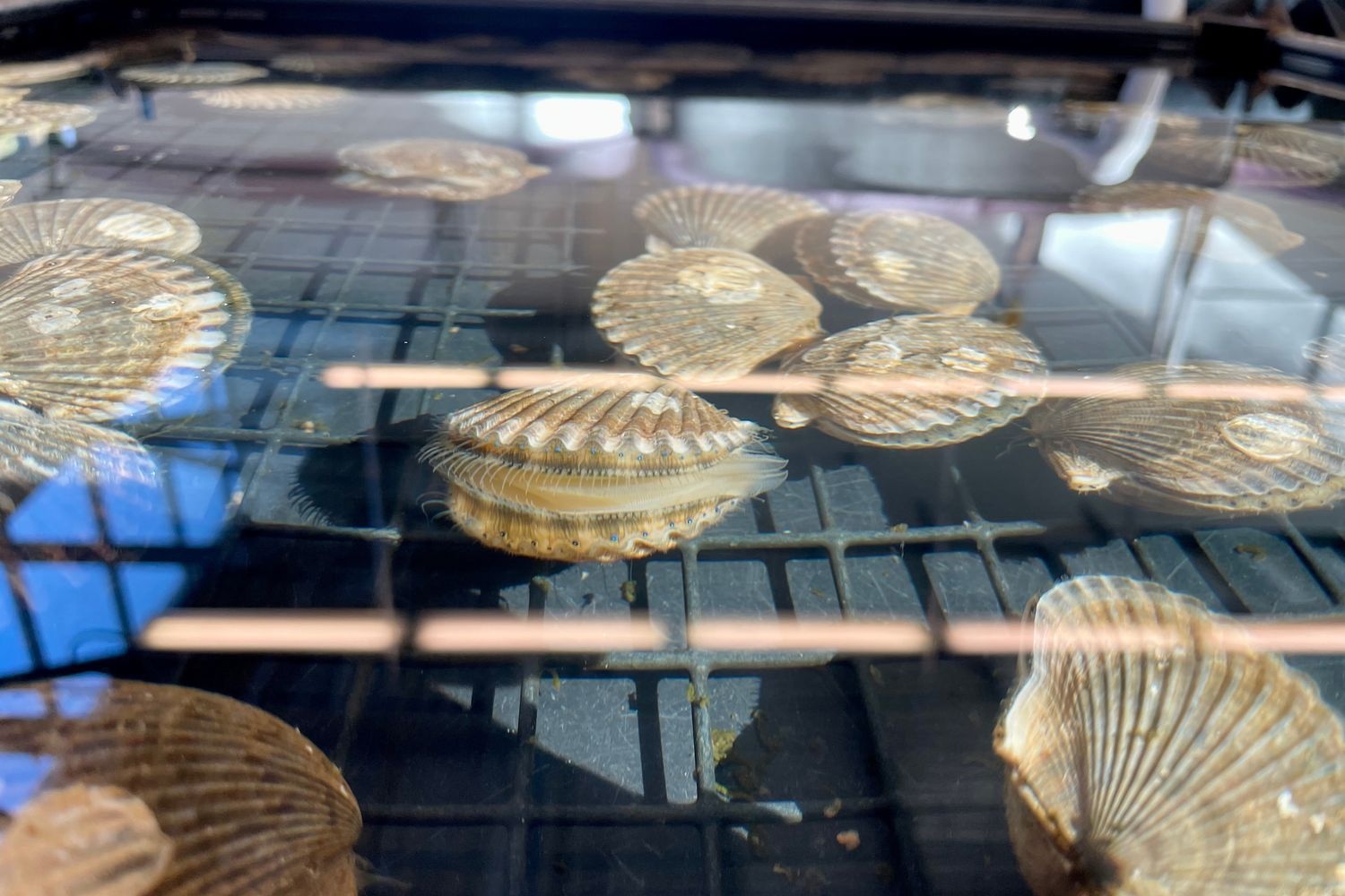 Scallops