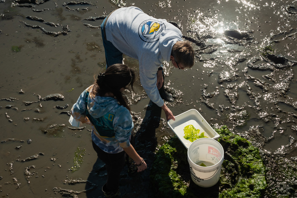 People standing in muddy water taking algae samples