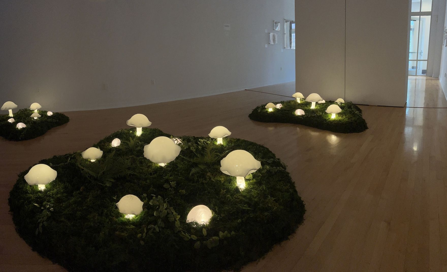 Mushrooms on the floor of a gallery