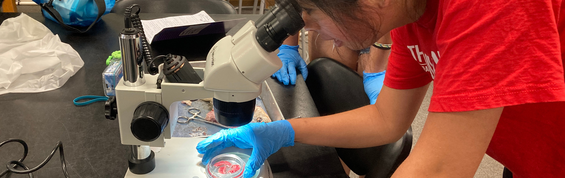 Student examines fish guts under microscope