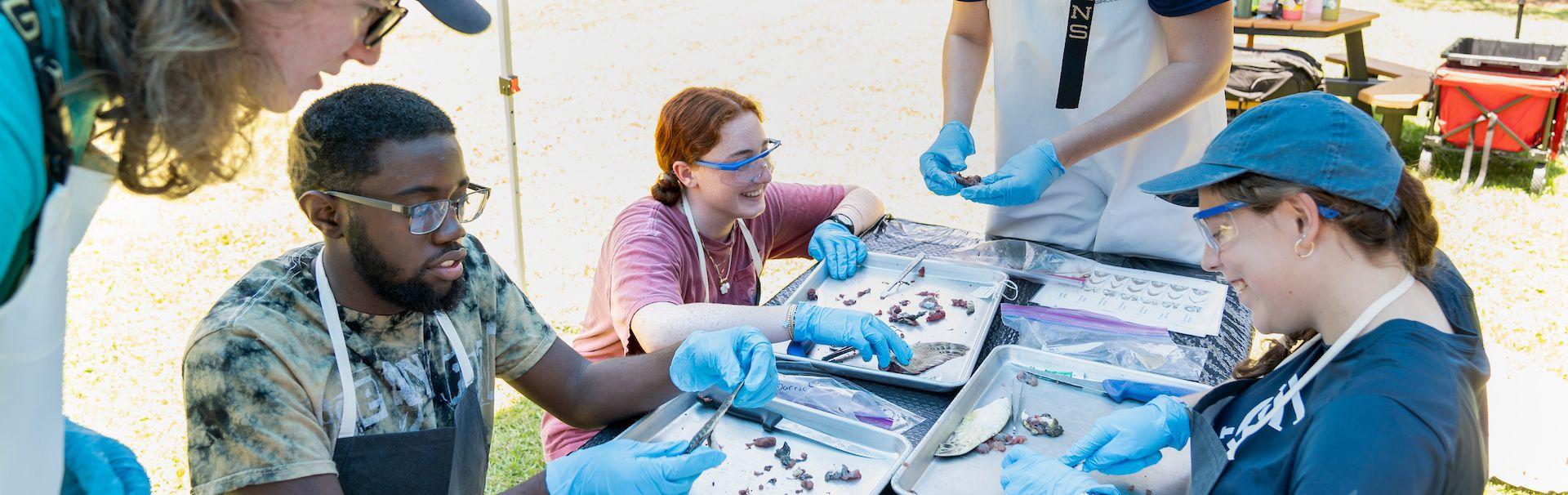Class dissecting seaturtle